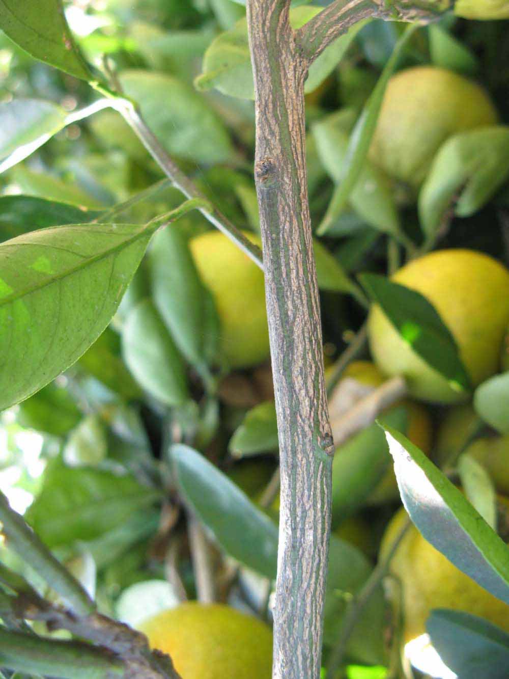              Second - third year twig (Winter Haven, FL)       